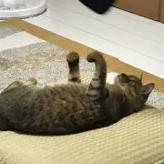 ひぐらし☆