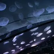 ノナカの画像