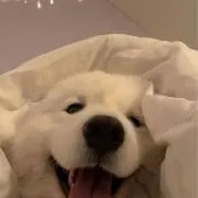 Aの画像