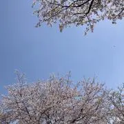 モモの画像