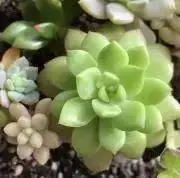 ぱぷりかの画像