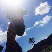 さゆりの画像