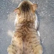 ノリ☆の画像