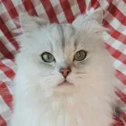 にゃんにゃん子☆