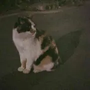 しののめ