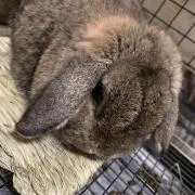 Tまま