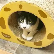 ウサナの画像