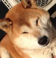 たーの画像