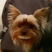 オウムオウムの画像