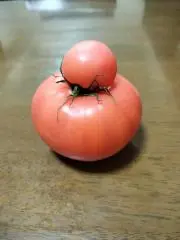 ぱりんこの画像