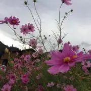 ちゃれの画像
