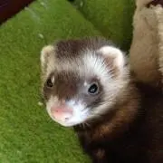 まぐちゃん