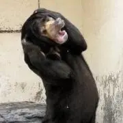 苦悩するマレーグマの画像