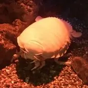 セバスチャン