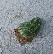 しーなん
