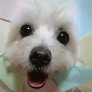 サラの画像