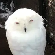 okの画像