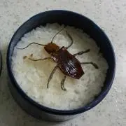 やんまぁの画像