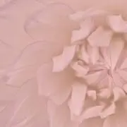 みんみの画像