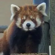 風太の画像