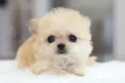 AIちゃんの画像