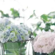 pinkoの画像