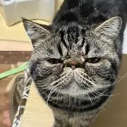 くるり