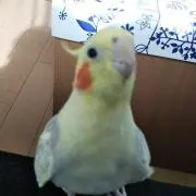 ヒロの画像