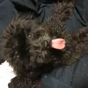 じゃがりこの画像