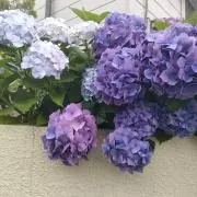 suesanの画像
