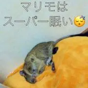 マリモとマチコprofile必見‼️
