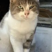 ぶしゅの画像