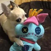 さくら