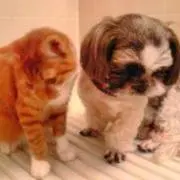 しんのすけ