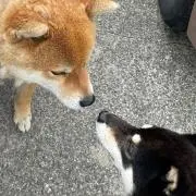 si-の画像