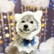 ヒルの画像