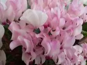 ミミの画像