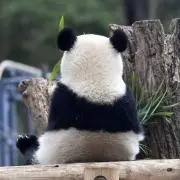 しゃんしゃん