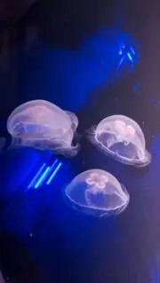 べあの画像