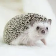 SUZU