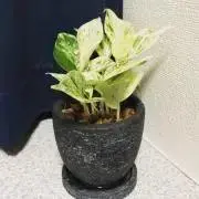 ひよこの画像