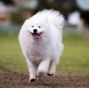 イッヌの画像