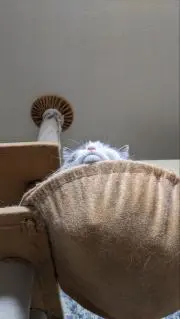 みーこ
