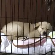 こた