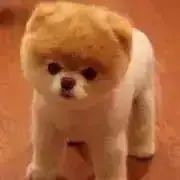 まきちゃんの画像