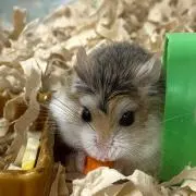 ayの画像