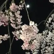 咲く咲く
