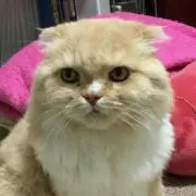 けい