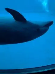 はんぺんの画像