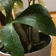 もかの画像